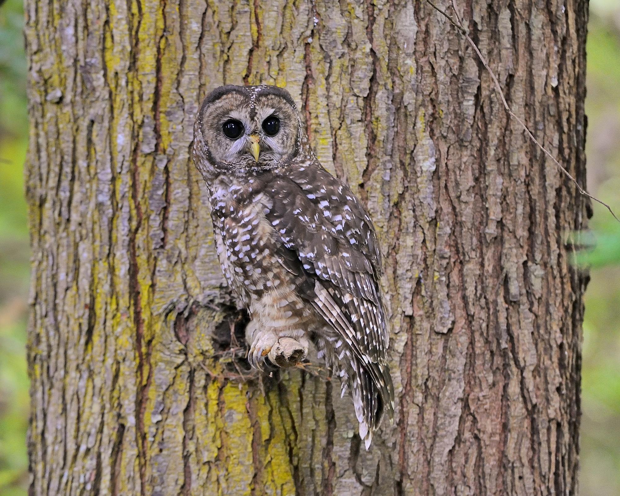 Northern Spotted Owl Perched on a Tree - Green Diamond Forest - Korbel - California